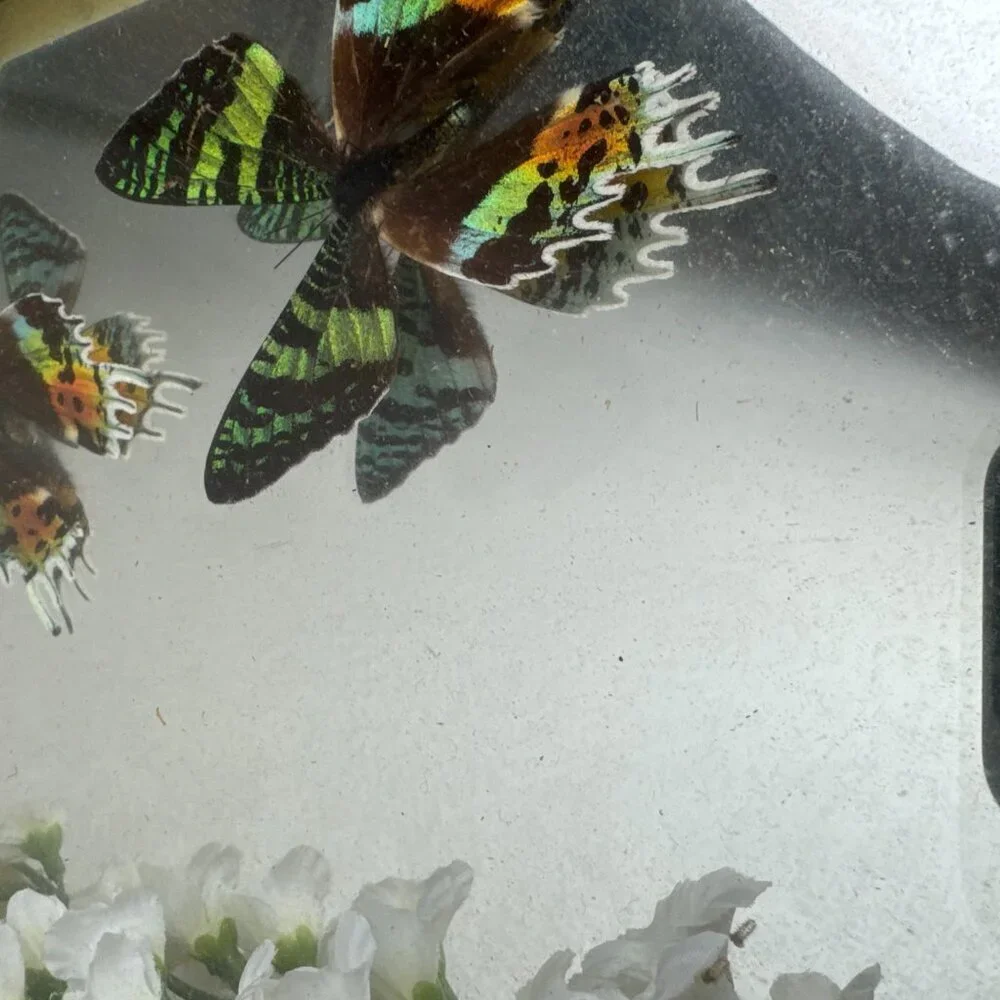 Set of 2 pc Butterfly URANIA RIPHEUS Madagascan Sunset Hand - Crafted Display